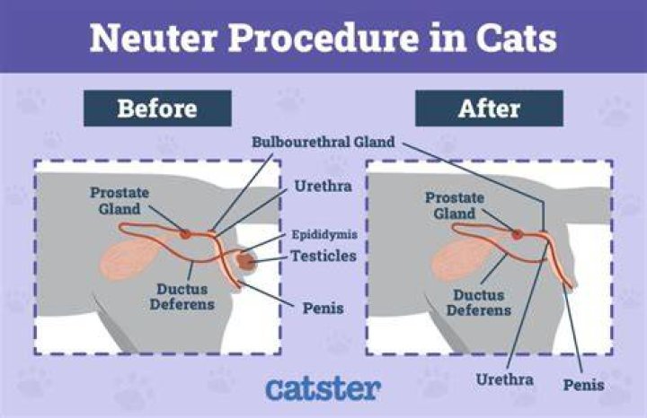 How are cats neutered?