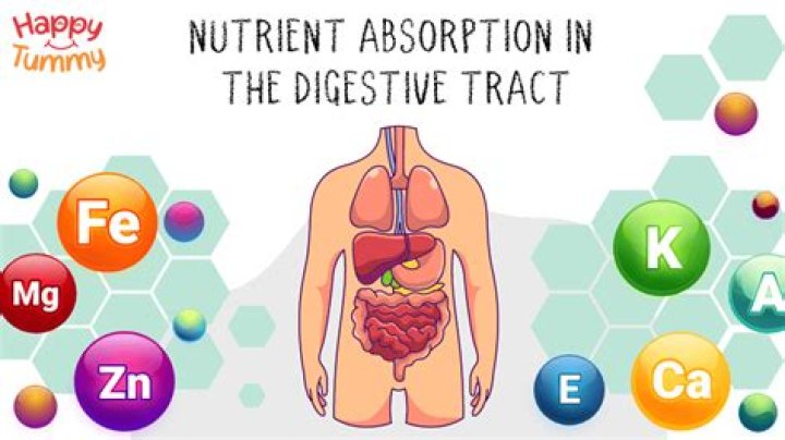 How are foodstuffs and their nutrients useful for body?
