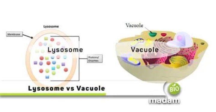 How are lysosomes similar to vacuoles?