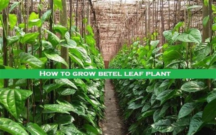 How betel leaf grow?