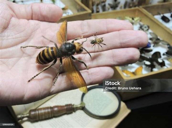 How big are hornets?