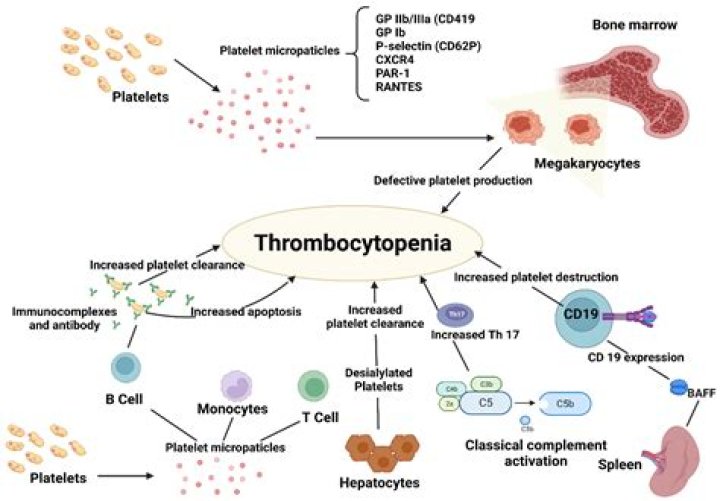 How common is thrombocytopenia?