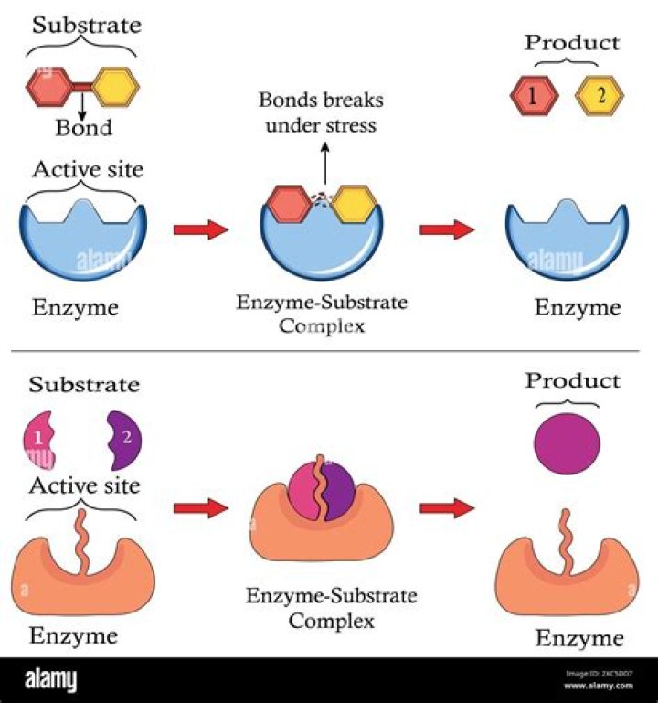 How constitutive enzymes works?