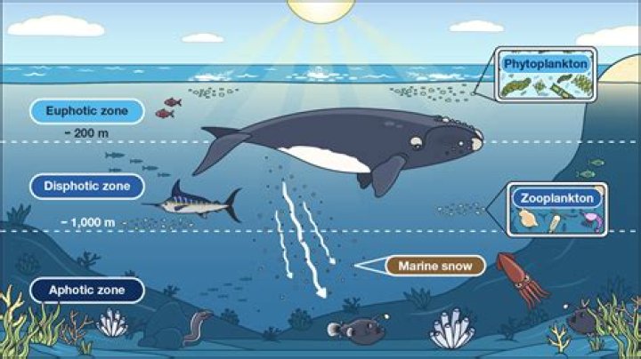 How do aphotic zone?