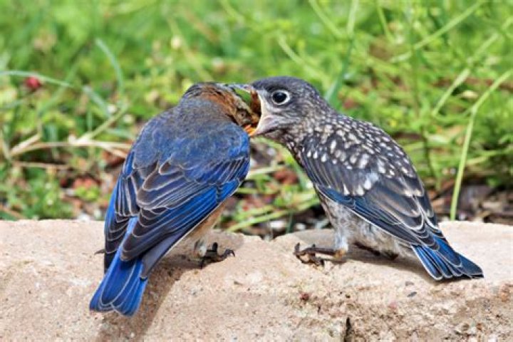 How do bluebirds feed their babies?