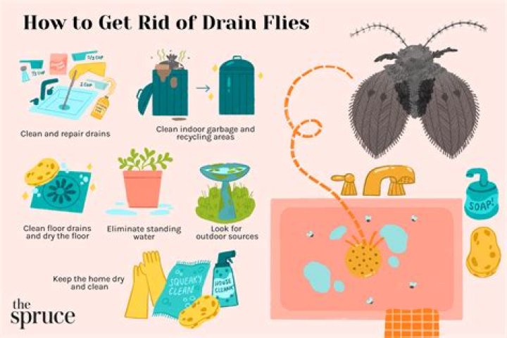 How do flies infest a house?