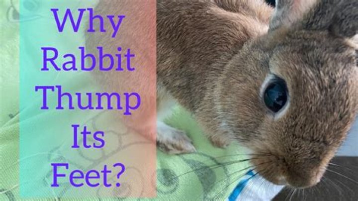 How do rabbits thump?
