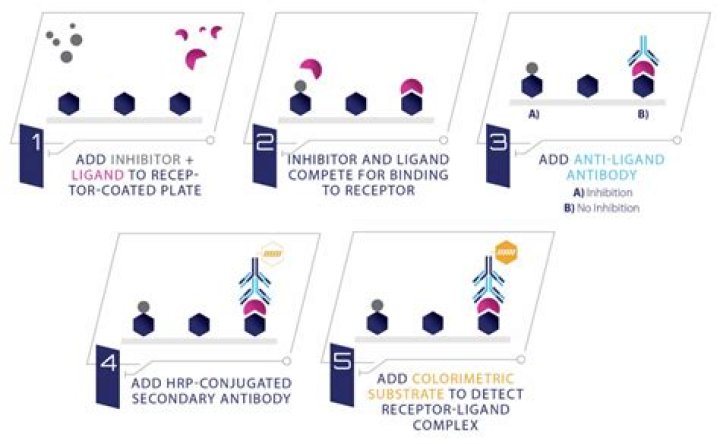 How do radioligand binding assays work?