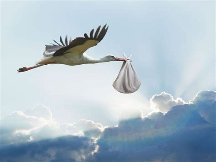 How do storks deliver babies?