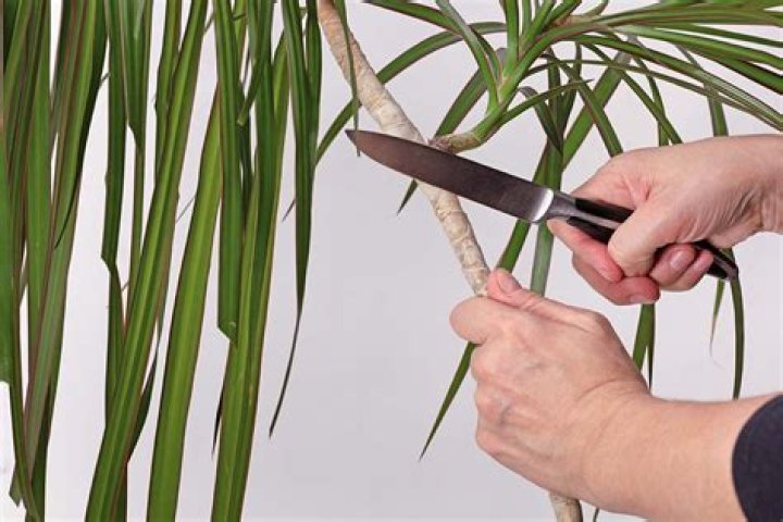 How do you prune santolina?