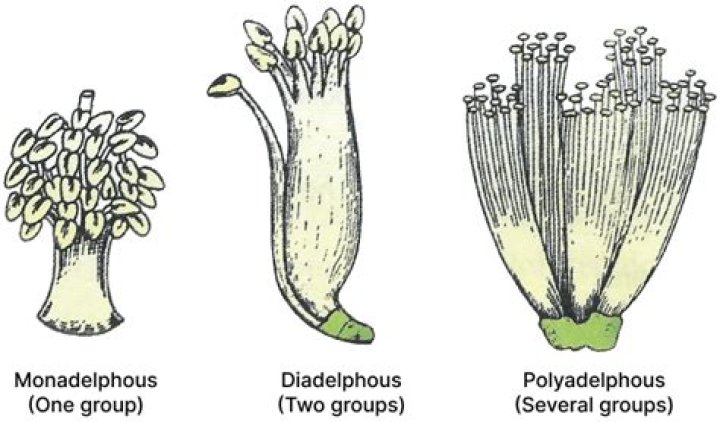 How do you say monadelphous?