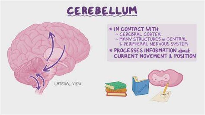 How does cerebellum control movement?