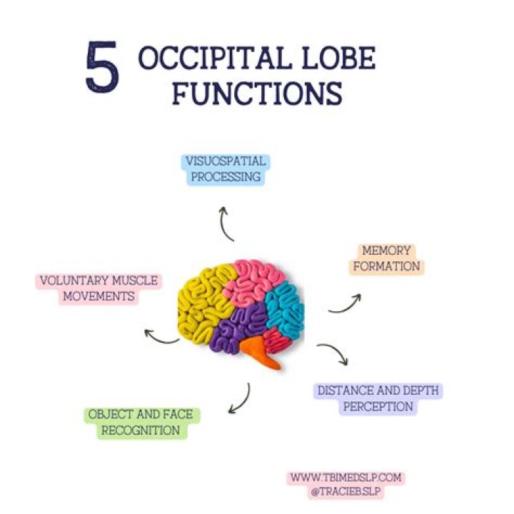 How does occipital lobe work?