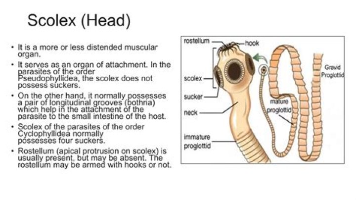 How does the scolex work?
