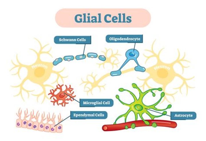 How glial cells work?