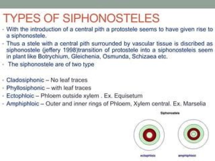 How is a protostele different from siphonostele?