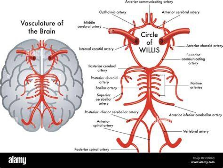 How is circulus arteriosus cerebri formed?