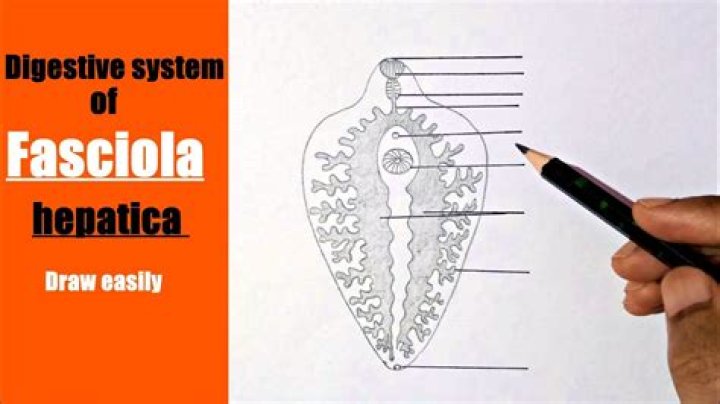 How is fasciola hepatica transmitted?
