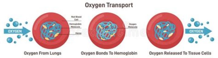 How is oxygen transported to respiring cells?