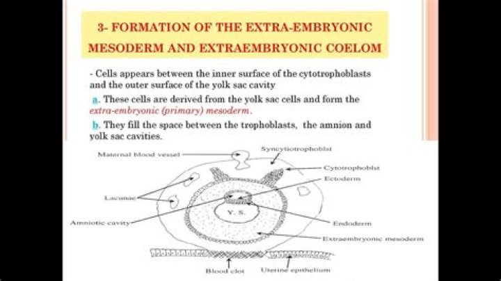 How is the extraembryonic mesoderm?