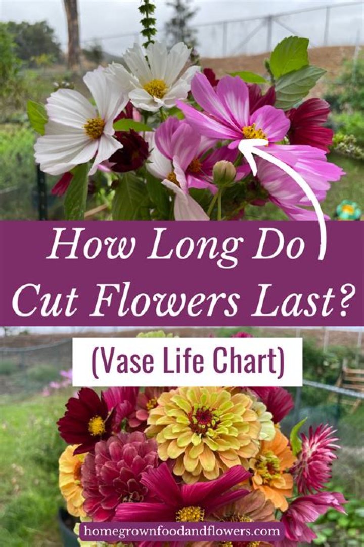 How long do flowers last?