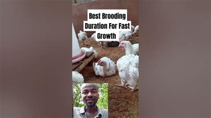 How long does brooding last?