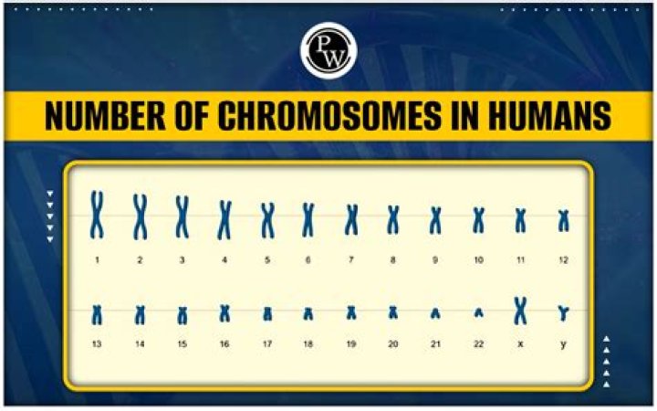 How many assortments of chromosomes?