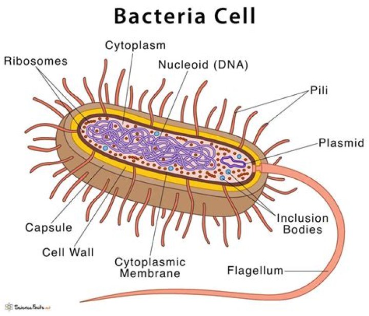 How many cells do bacteria have?