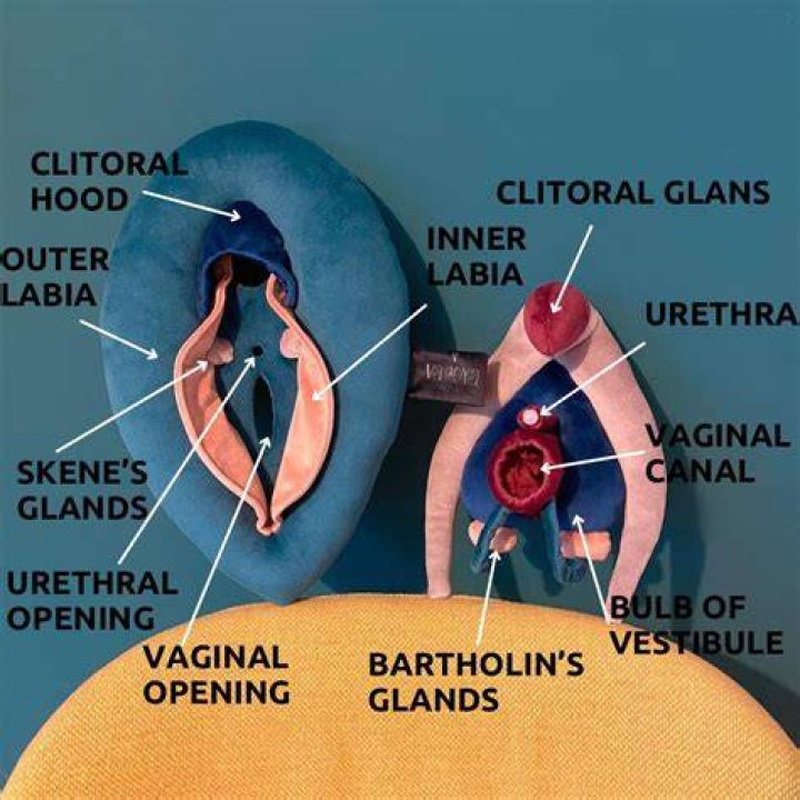 How many skene glands are there?