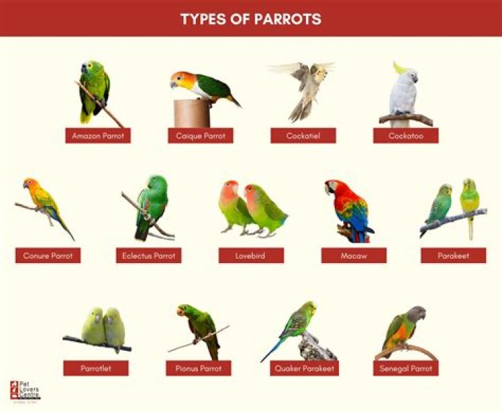How many types of pujas?