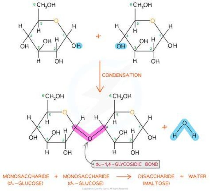 How monosaccharides are formed?