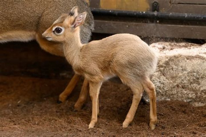 How much are dik diks?