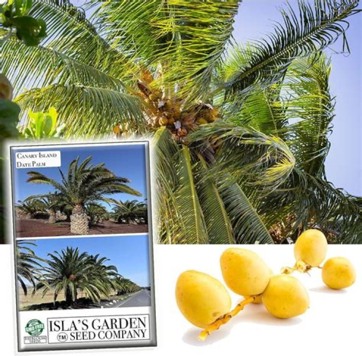 How much is a canary island date palm?