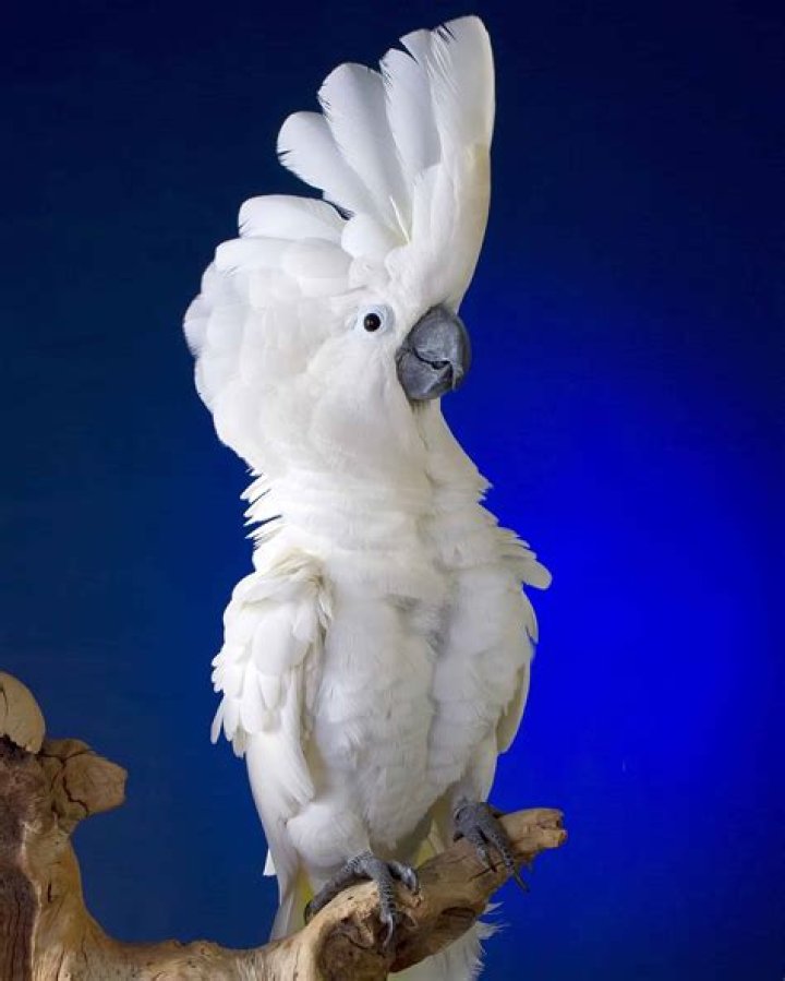 How much is a cockatoo bird?
