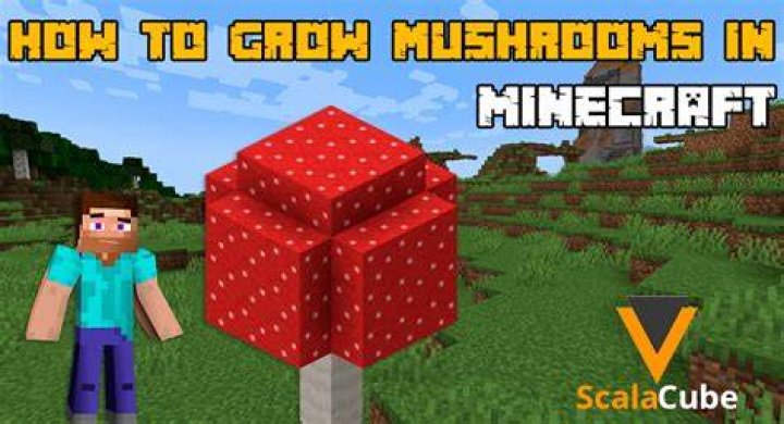 How mushrooms grow minecraft?