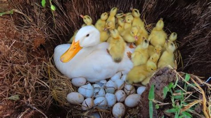 How often do pekins lay eggs?