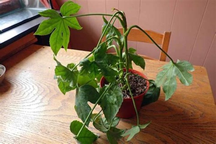 How often to water fatsia japonica?