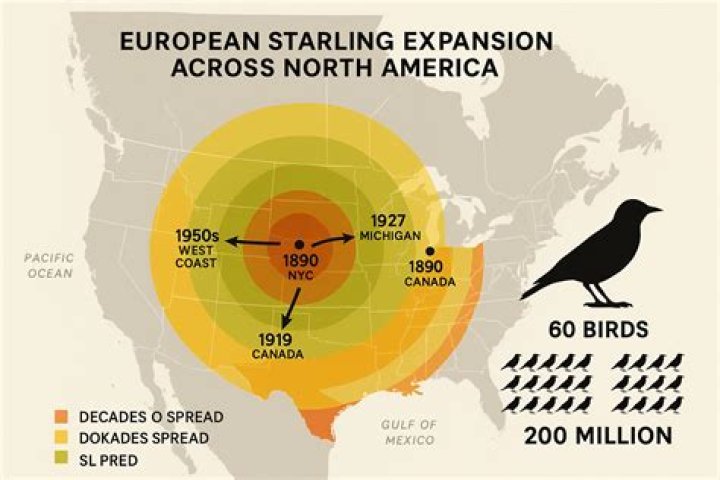 How starlings get to america?