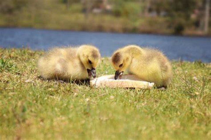 How to care for ducklings?