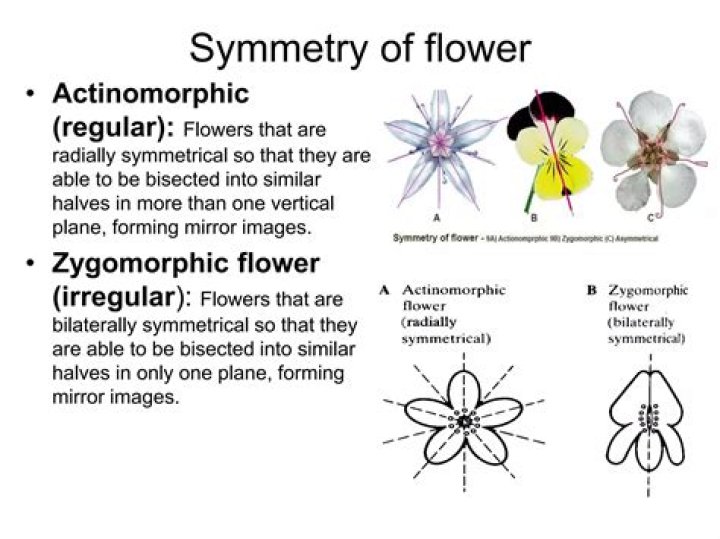 How to find actinomorphic flower?