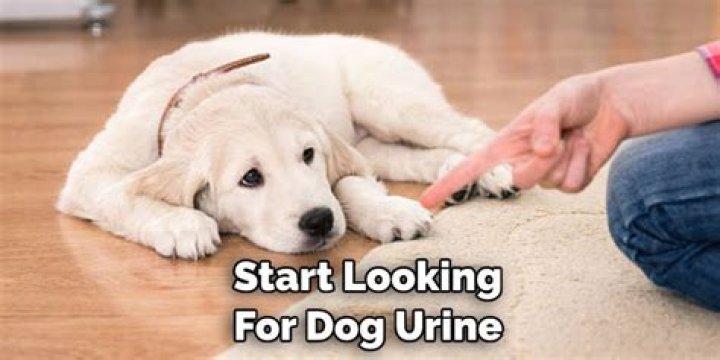 How to find dog urine without a blacklight?