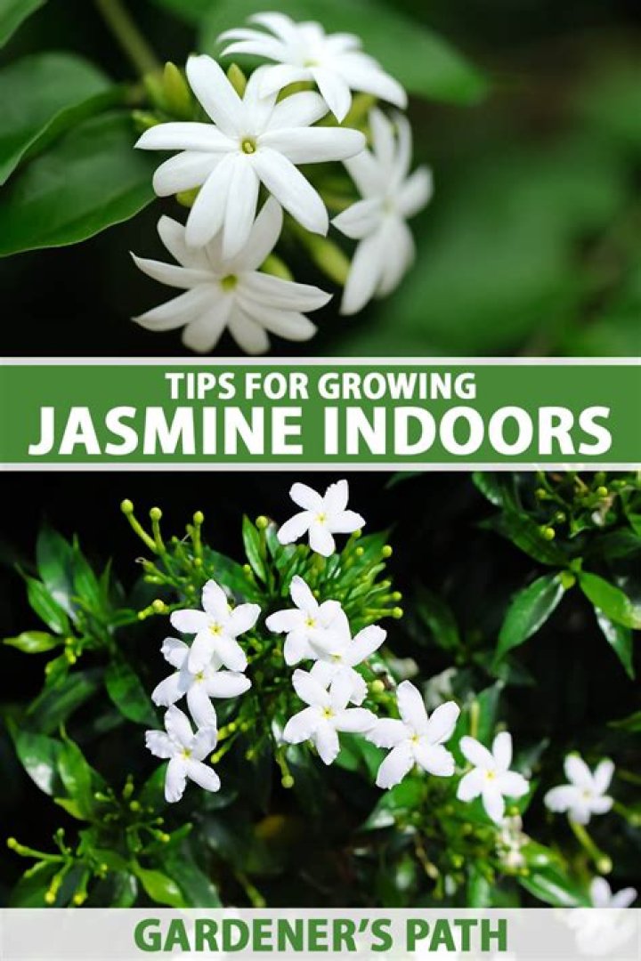 How to get more flowers on jasmine?