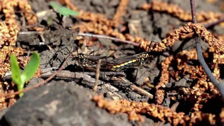 How to get rid of two-striped walking stick?