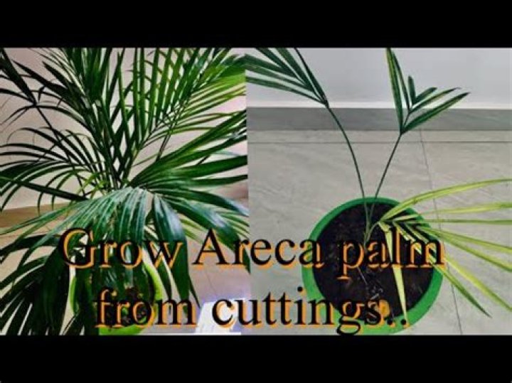 How to grow areca palm from cutting?