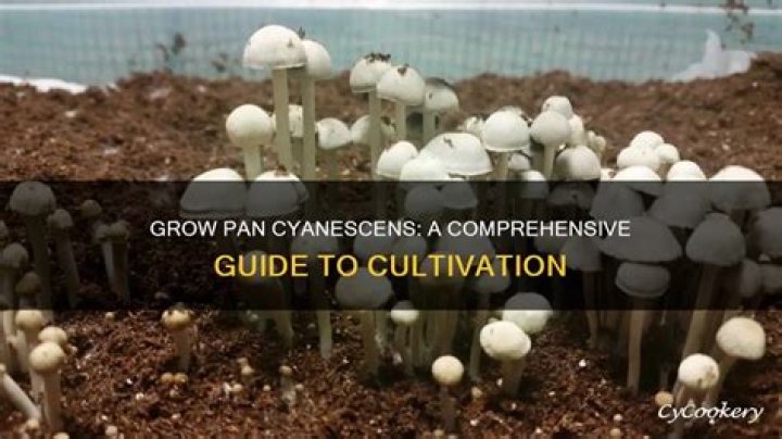 How to grow cyanescens?
