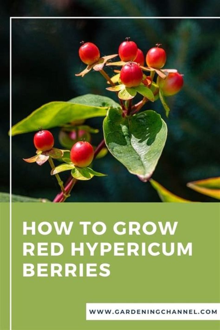 How to grow hypericum berries from seed?