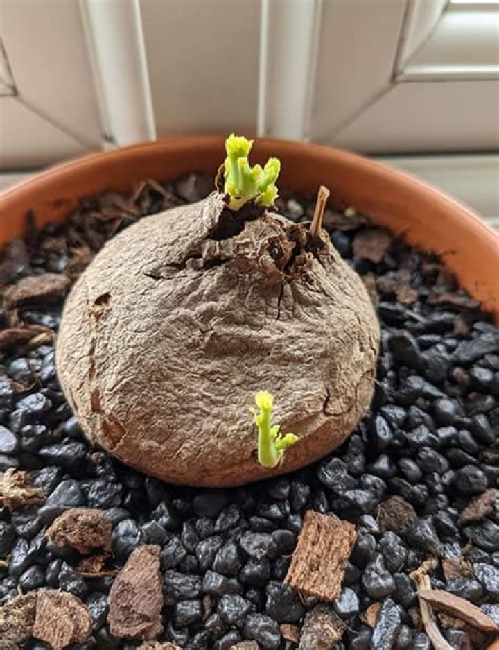 How to grow stephania erecta?