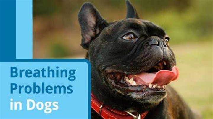 How to help a dog with labored breathing?