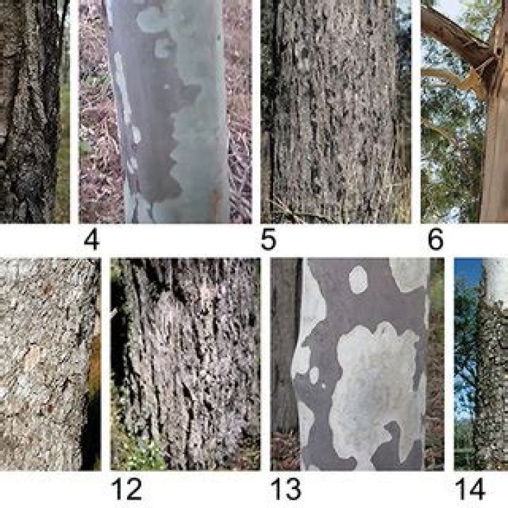 How to identify ironbark tree?