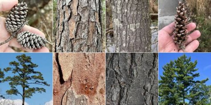 How to identify shortleaf pine?